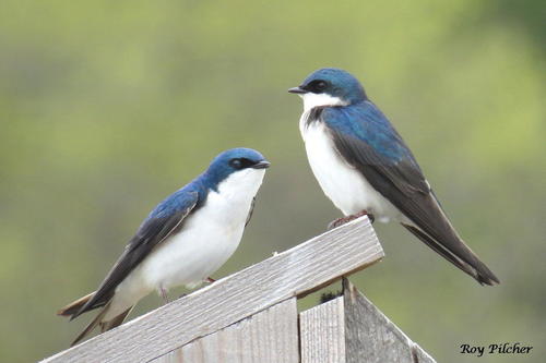 Tree Swallow
