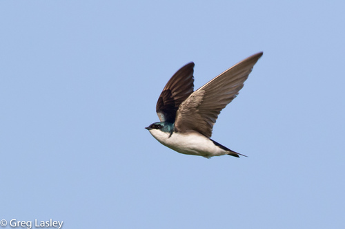Tree Swallow