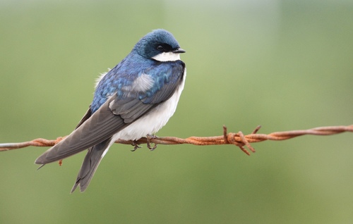 Tree Swallow