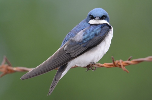 Tree Swallow