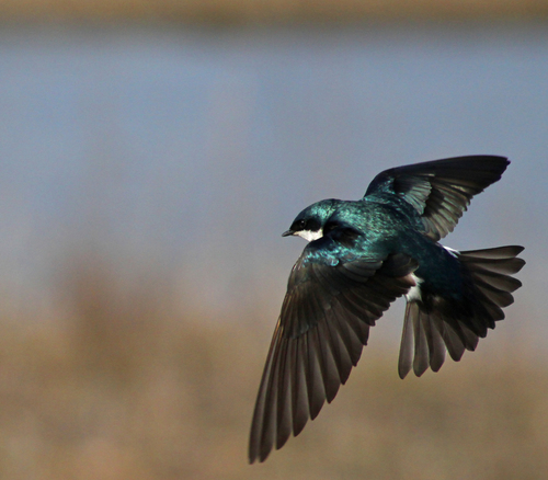 Tree Swallow