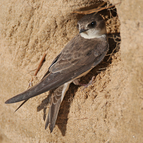 Bank Swallow