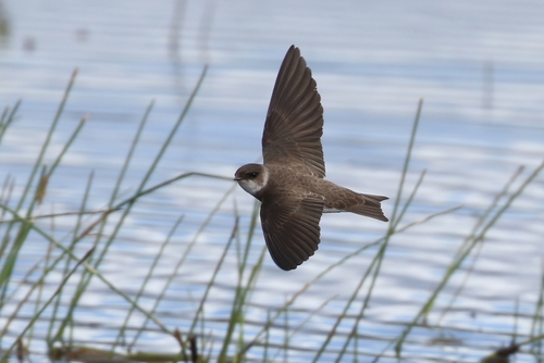 Bank Swallow