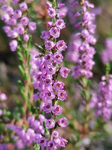 common heather