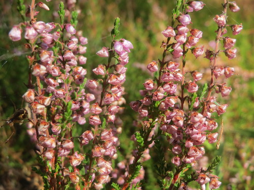 common heather