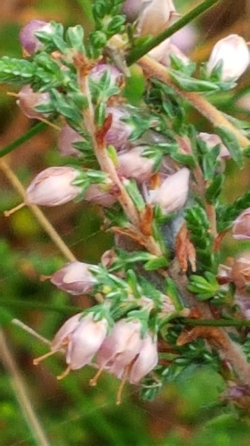 common heather
