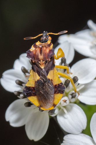 Jagged Ambush Bug