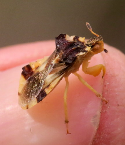 Jagged Ambush Bug
