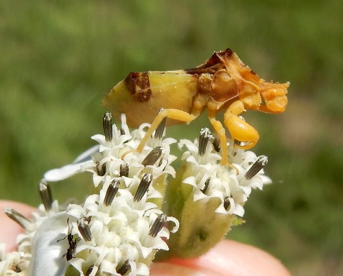 Jagged Ambush Bug