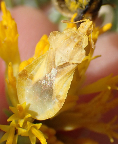 Jagged Ambush Bug