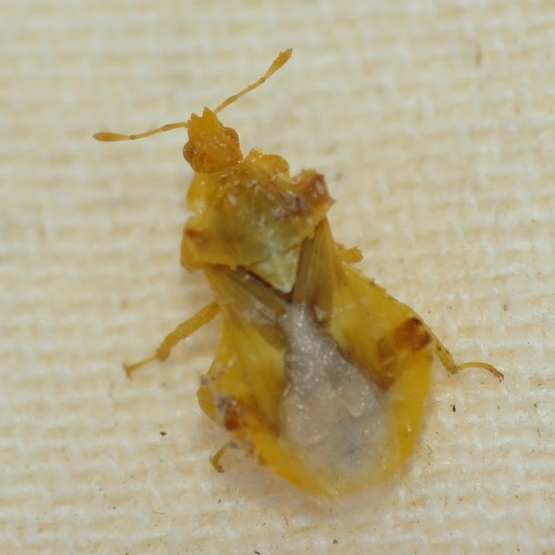 Jagged Ambush Bug