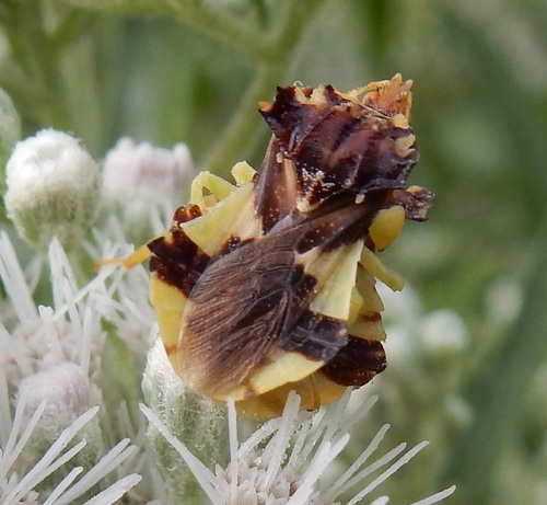 Jagged Ambush Bug