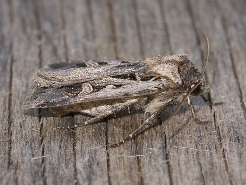 Dingy Cutworm Moth