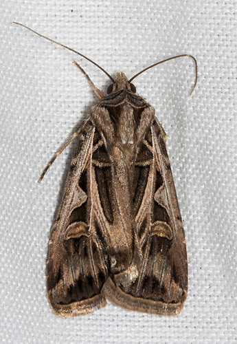 Dingy Cutworm Moth
