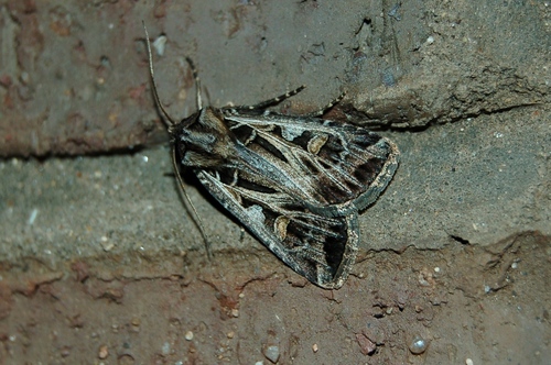 Dingy Cutworm Moth