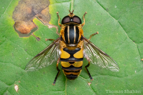 Narrow-headed Marsh Fly