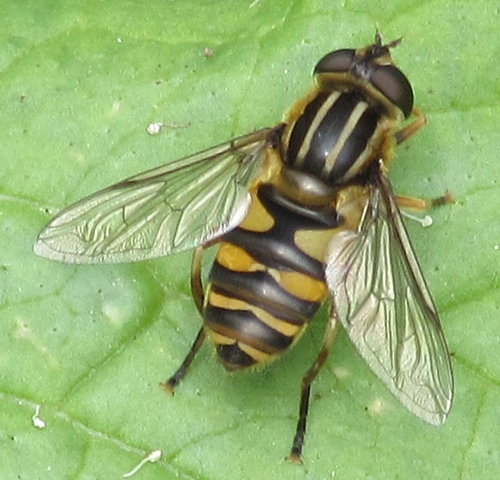 Narrow-headed Marsh Fly