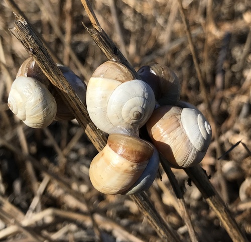 White Italian Snail