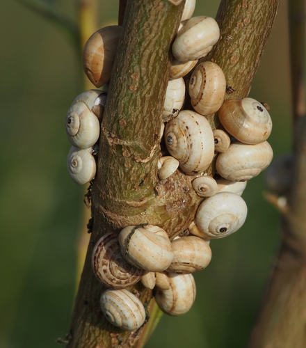White Italian Snail