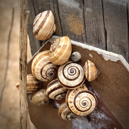 White Italian Snail