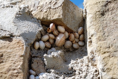 White Italian Snail