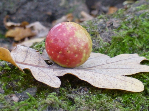 Cherry Gall Wasp