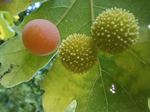 Cherry Gall Wasp