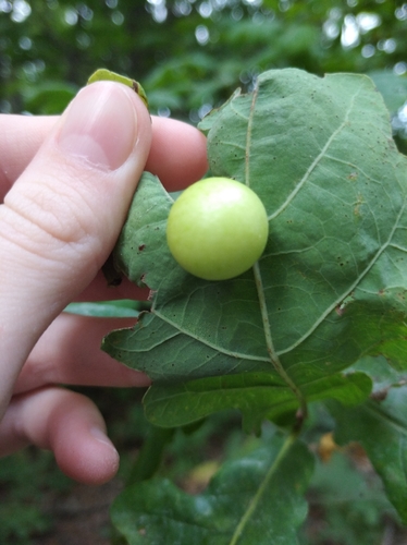 Cherry Gall Wasp