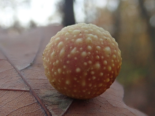 Cherry Gall Wasp