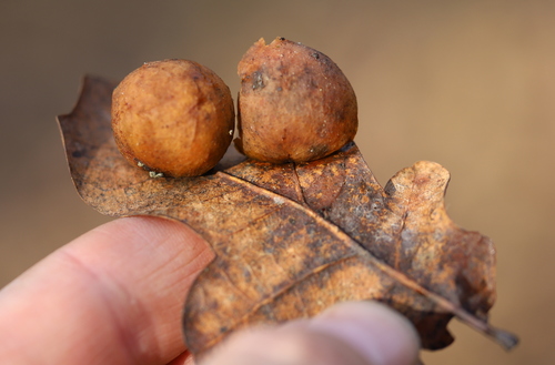 Cherry Gall Wasp