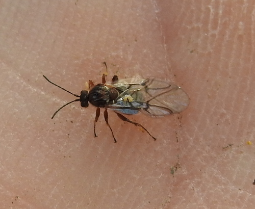 Cherry Gall Wasp
