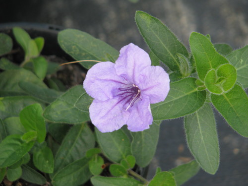 hairy ruellia