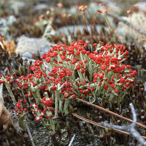 British soldier lichen