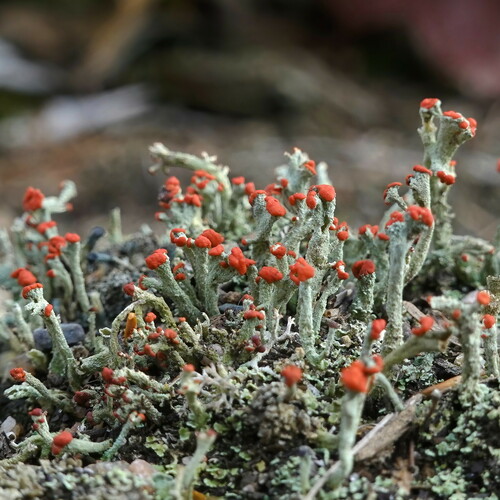 British soldier lichen