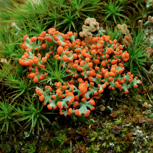British soldier lichen