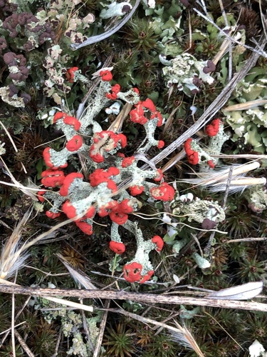 British soldier lichen