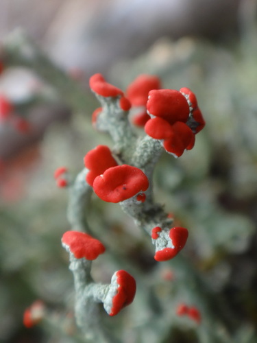 British soldier lichen