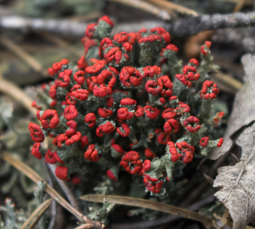 British soldier lichen