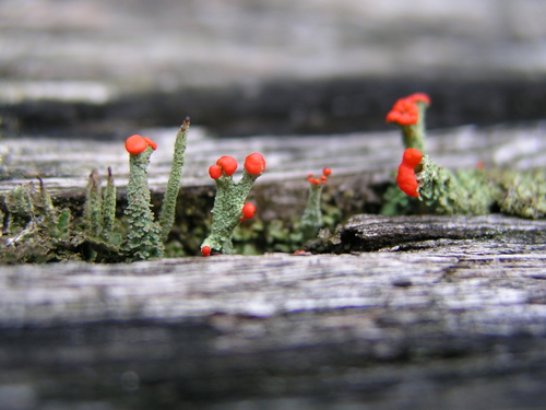 British soldier lichen