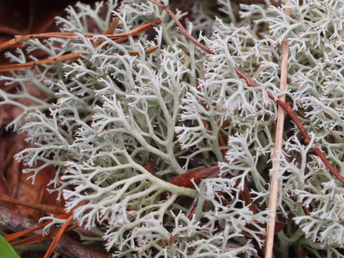 gray reindeer lichen