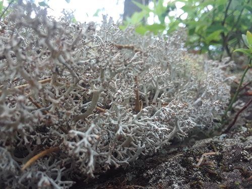 gray reindeer lichen