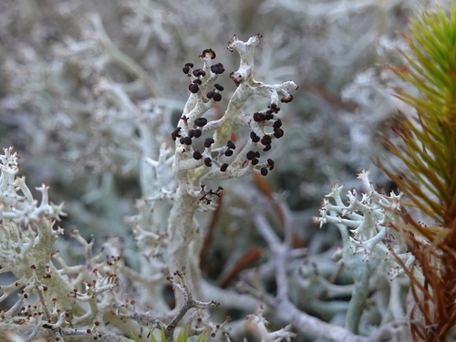 gray reindeer lichen