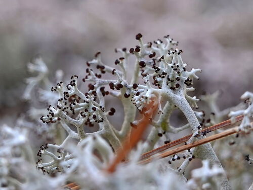 gray reindeer lichen