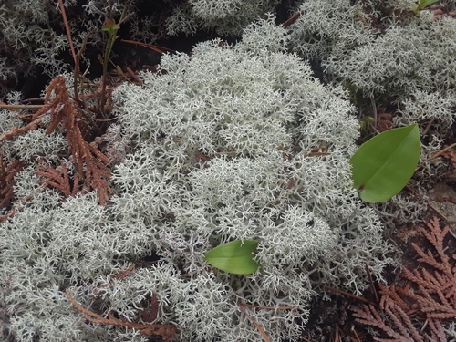 gray reindeer lichen
