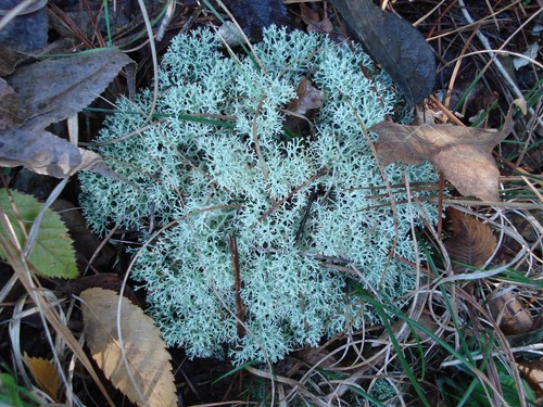 gray reindeer lichen