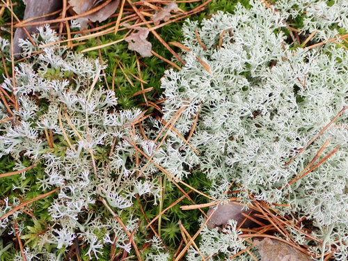 gray reindeer lichen
