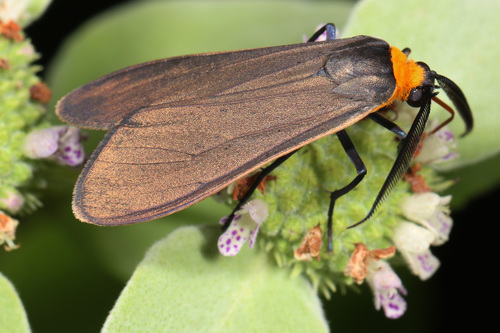 Yellow-collared Scape Moth