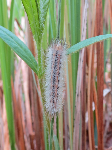 Yellow-collared Scape Moth