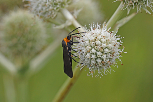 Yellow-collared Scape Moth