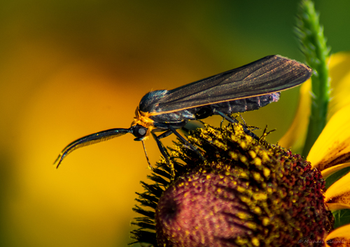 Yellow-collared Scape Moth